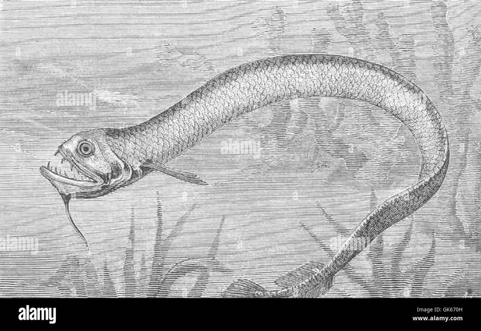 Атлантический идиакант поймал