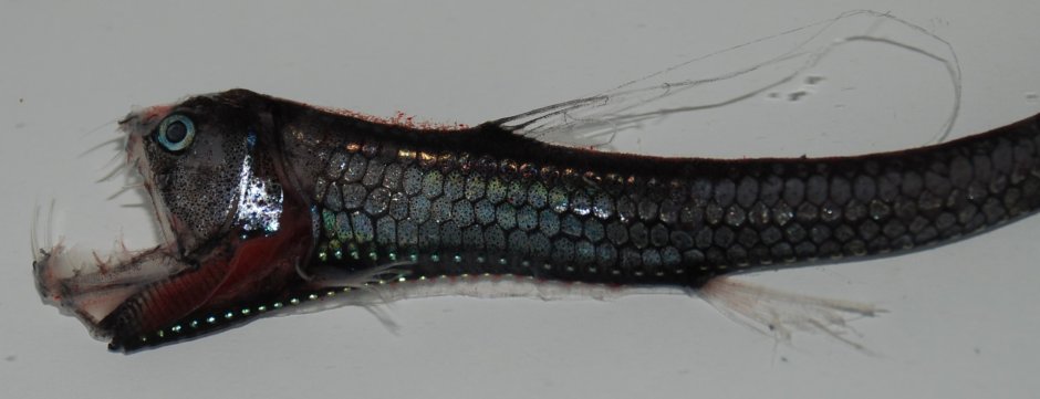 Длиннорогий Саблезуб рыба