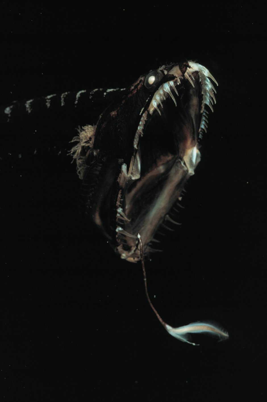 Тихоокеанский хаулиод