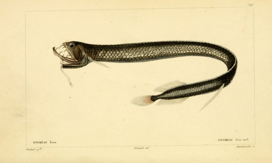 Хаулиод (рыба-гадюка)