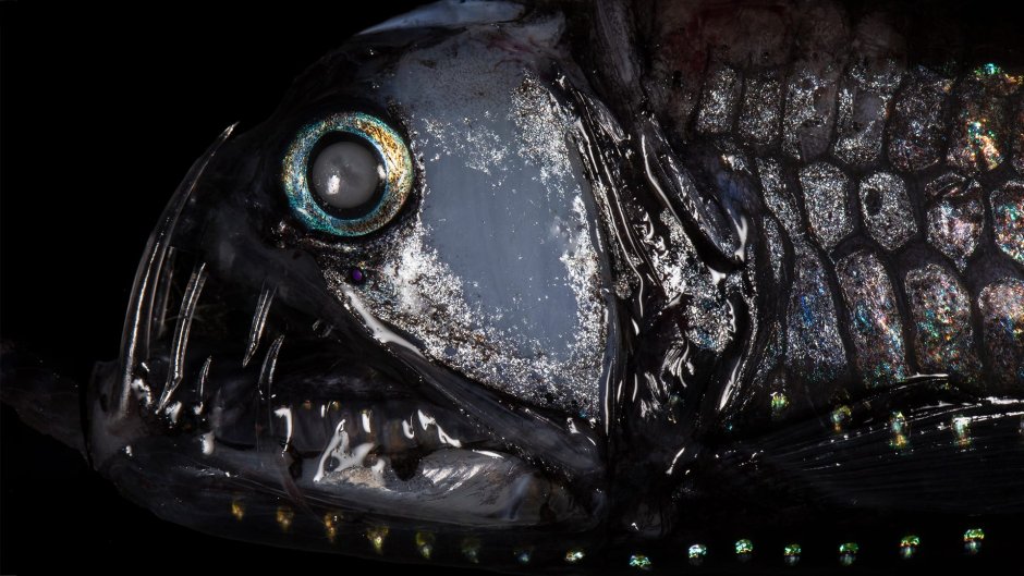 Idiacanthus Atlanticus