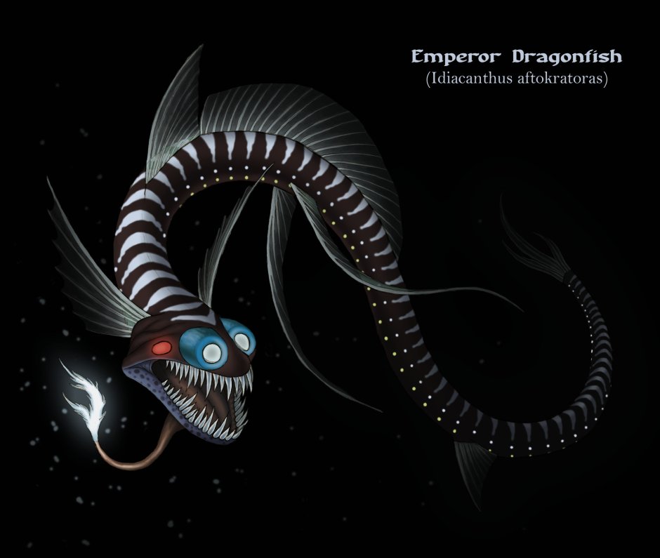 Черная рыба дракон Idiacanthus