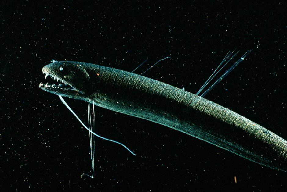 Рыба-дракон (grammatostomias flagellibarba)