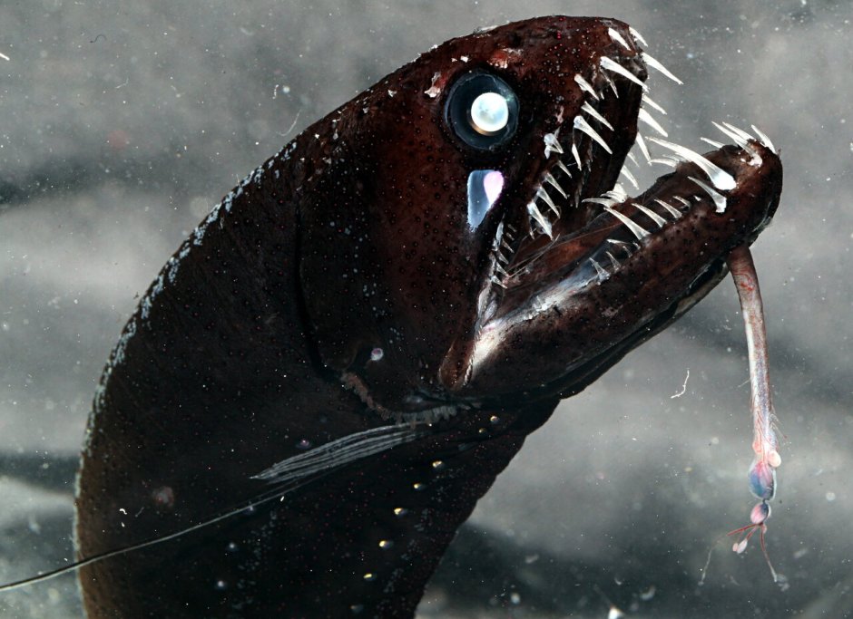 Личинка идиакант