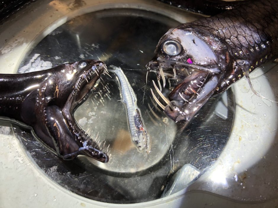 Черный малакост