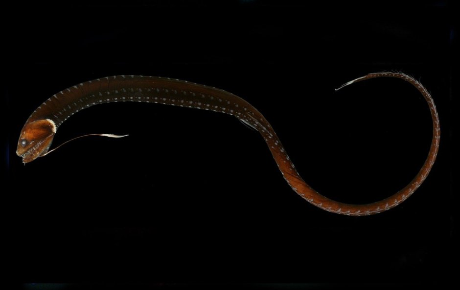 Атлантический идиакант