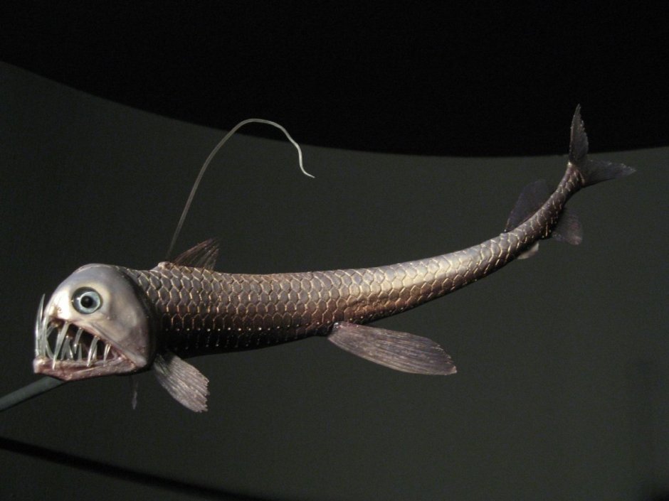 Морской дракон идиакант