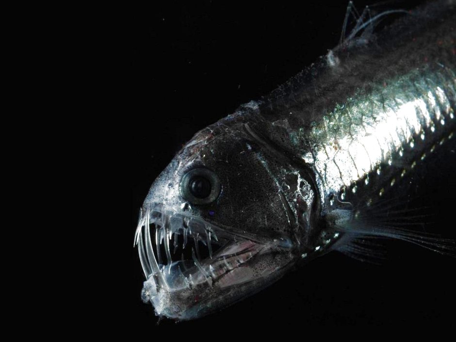 Тихоокеанский идиакант