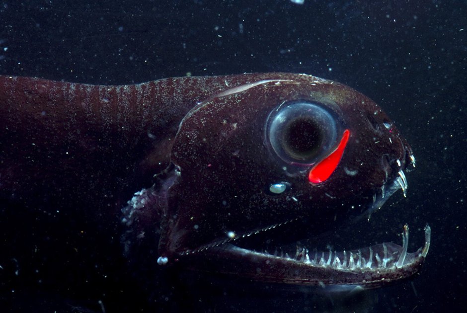 Хаулиод (рыба-гадюка)