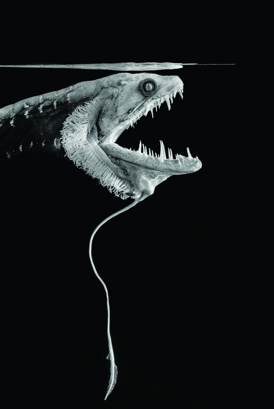 Плащеносная акула Марианская впадина