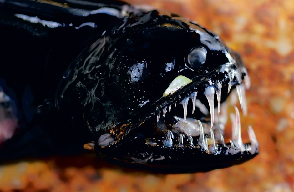 Тихоокеанский идиакант