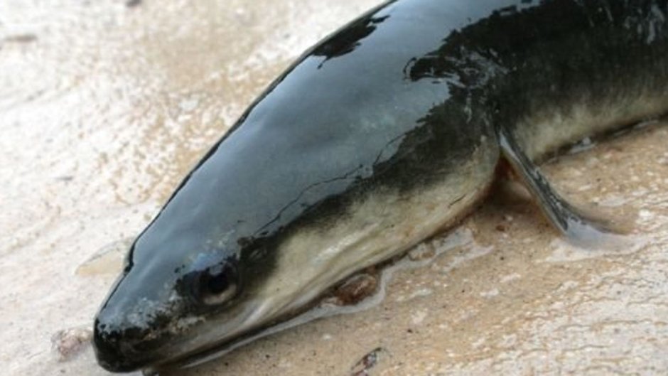 River eel