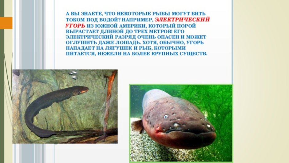 Речной угорь (Anguilla Anguilla)