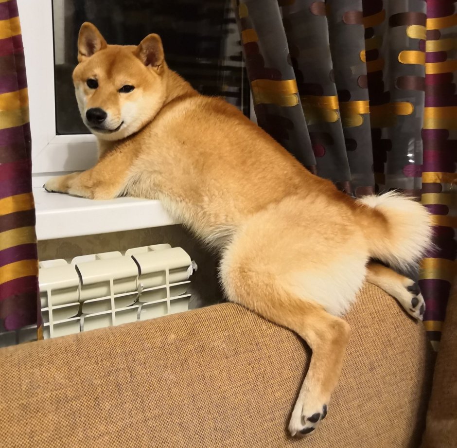 ОКД сиба ину