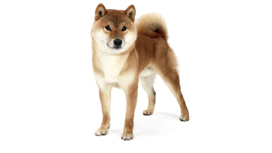 Shiba Inu Art
