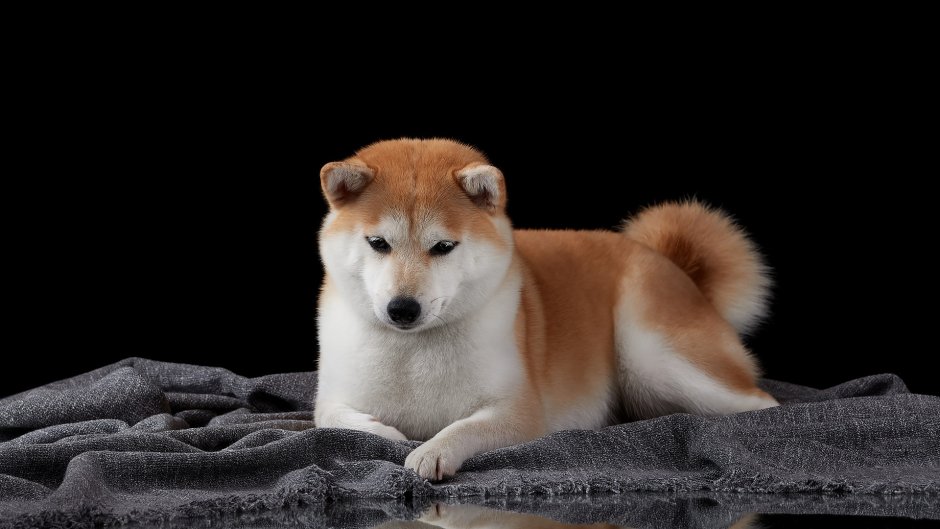 Сиба ину