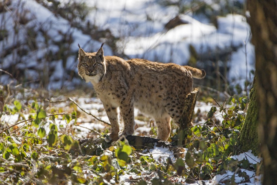 Рысь Felis Lynx