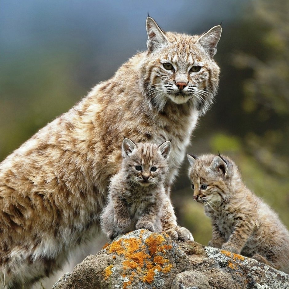 Рысь обыкновенная Lynx Lynx Linnaeus, 1758