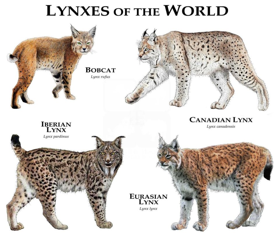 Обыкновенная Рысь Lynx Lynx
