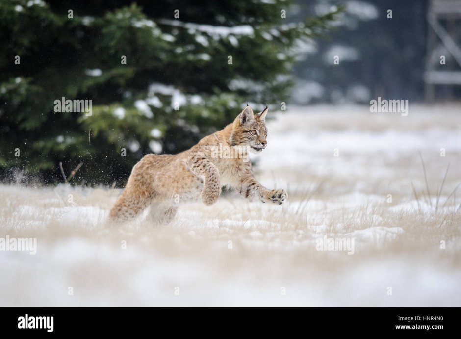 Дикая природа