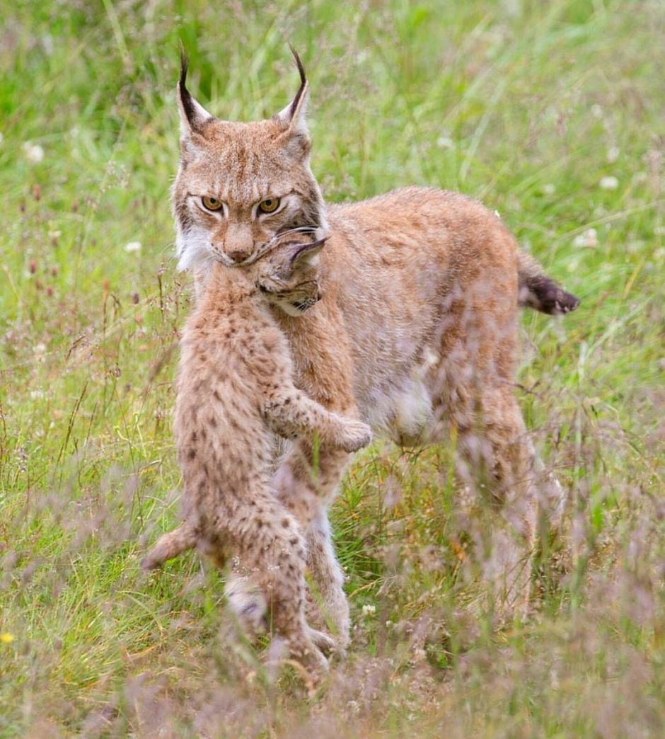 Размеры диких кошек