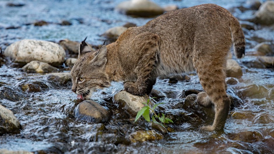 Lynx Lynx wrangeli