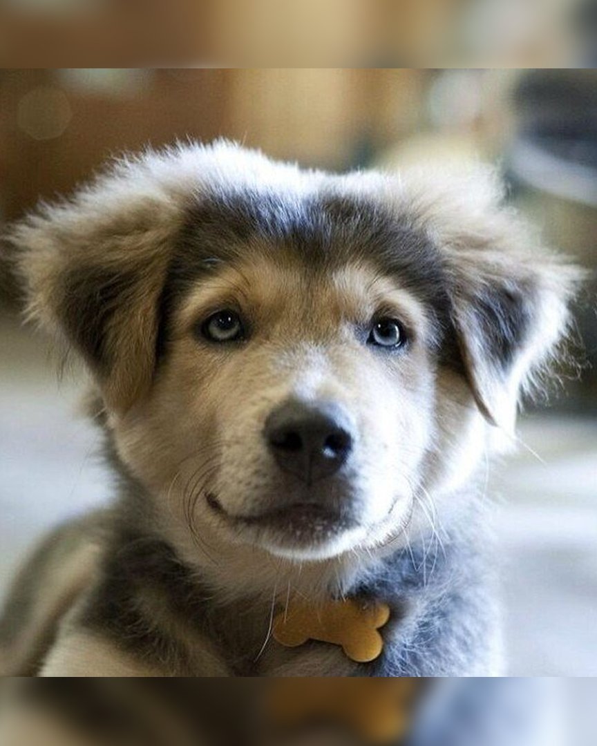 Хаски дворняжка