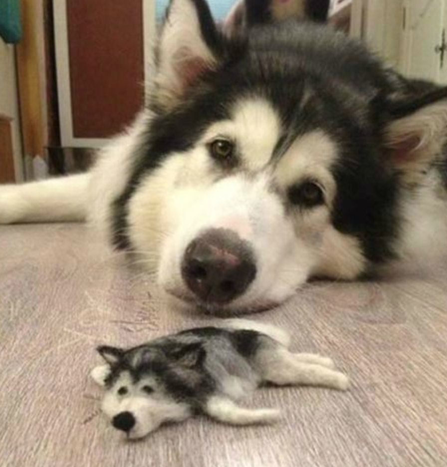 Стая бездомных собак