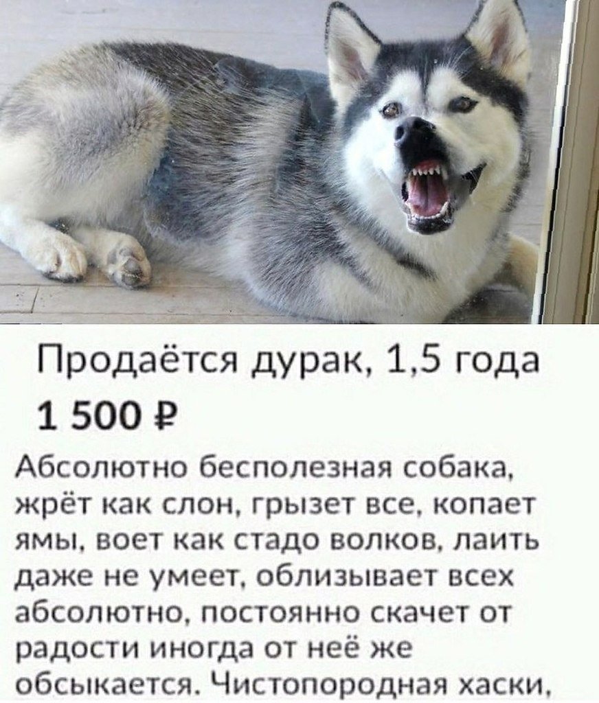 Хаски дворняжка