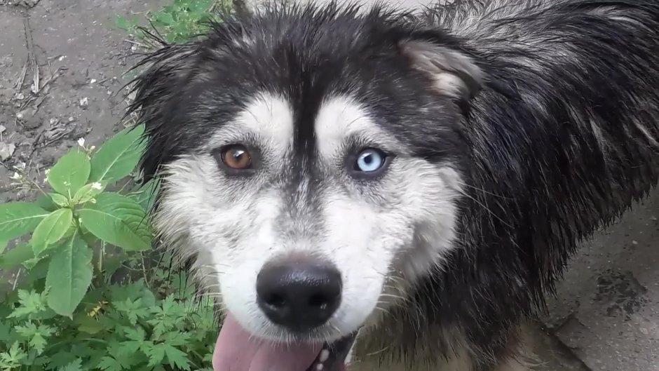 Хаски дворняжка