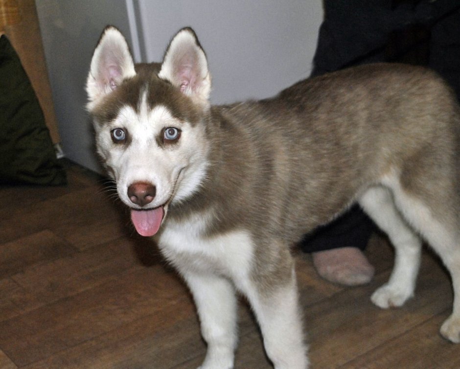 Метис хаски