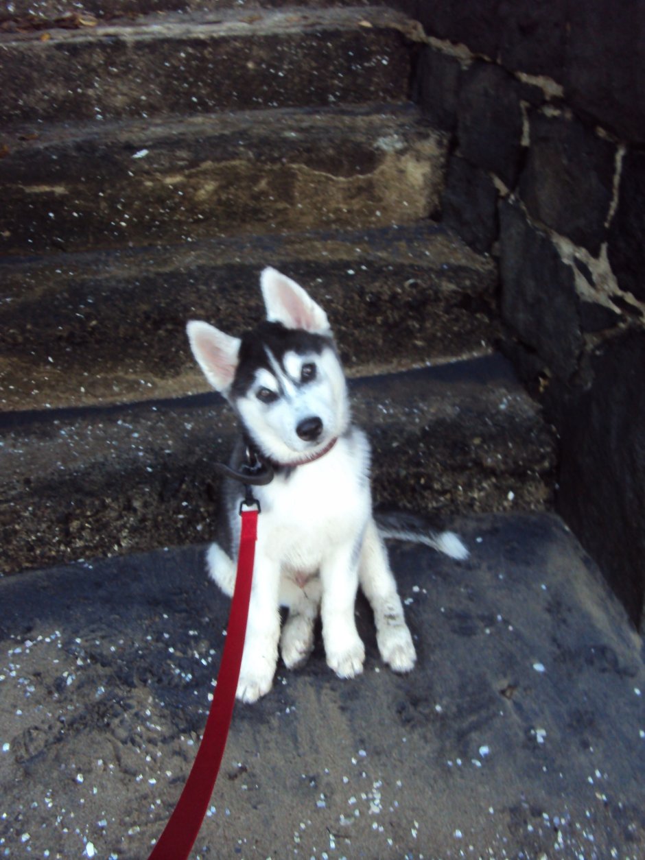 Ласковые породы собак