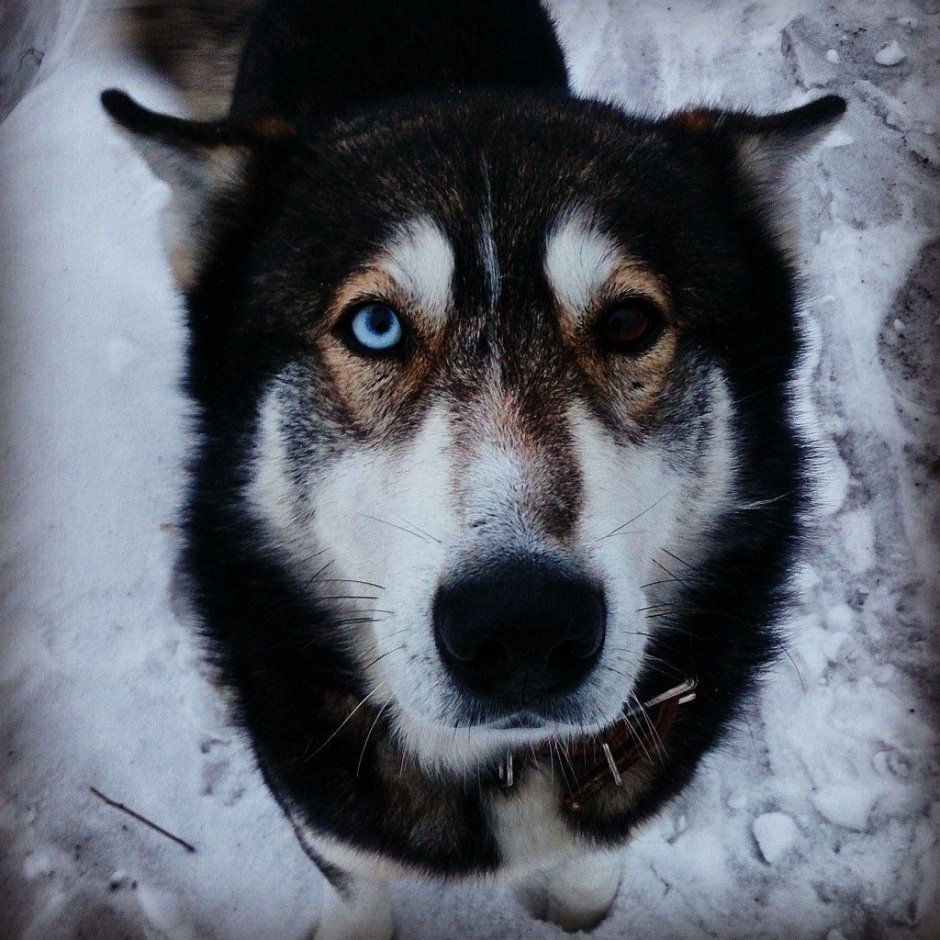 Хаски щенок
