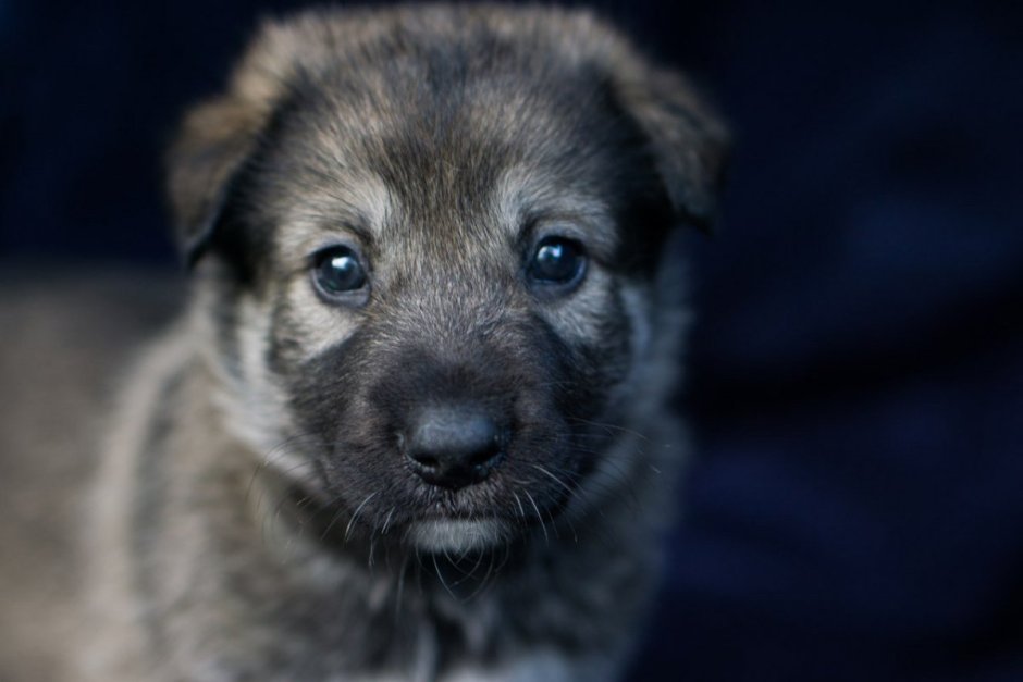 Хаски Арлекин