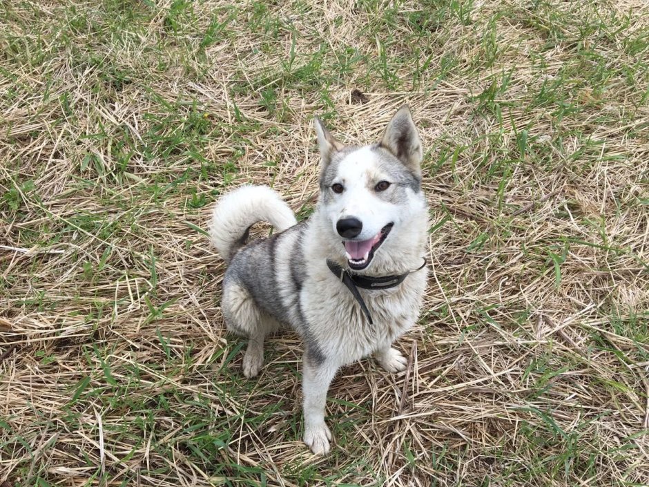 Метис хаски и овчарки