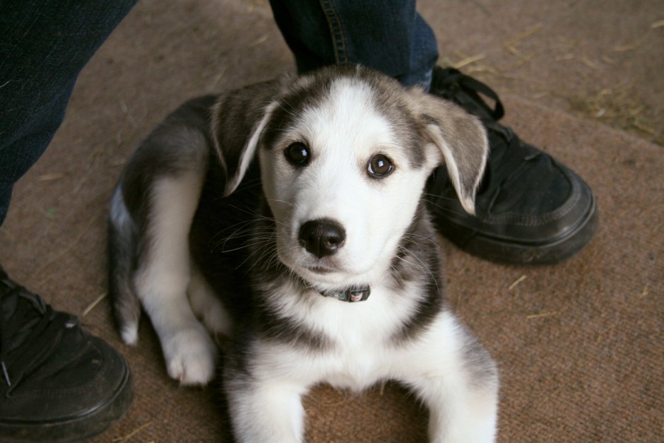 Метис лайки и дворняги