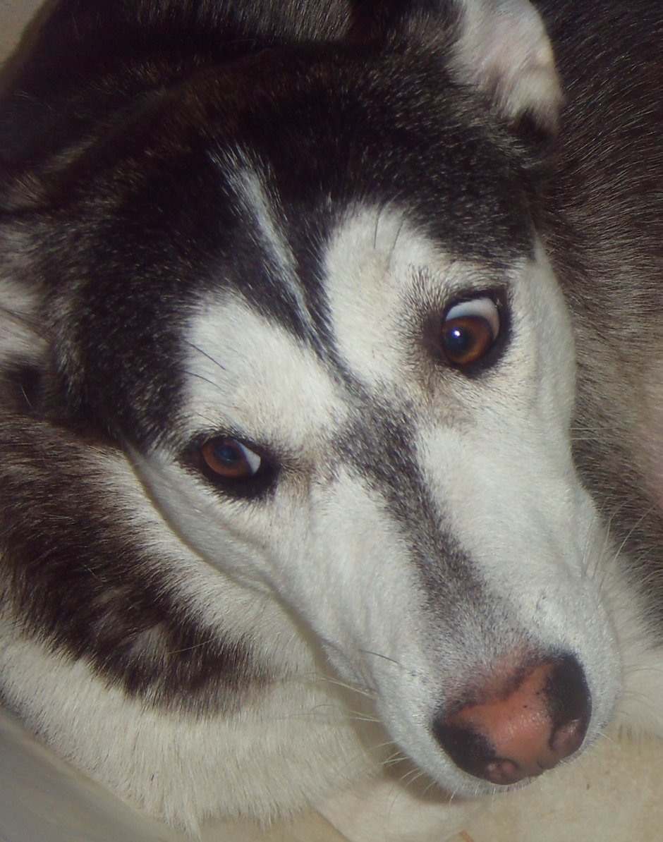 Метис хаски и лайки