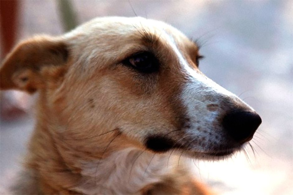 Метис хаски алабай