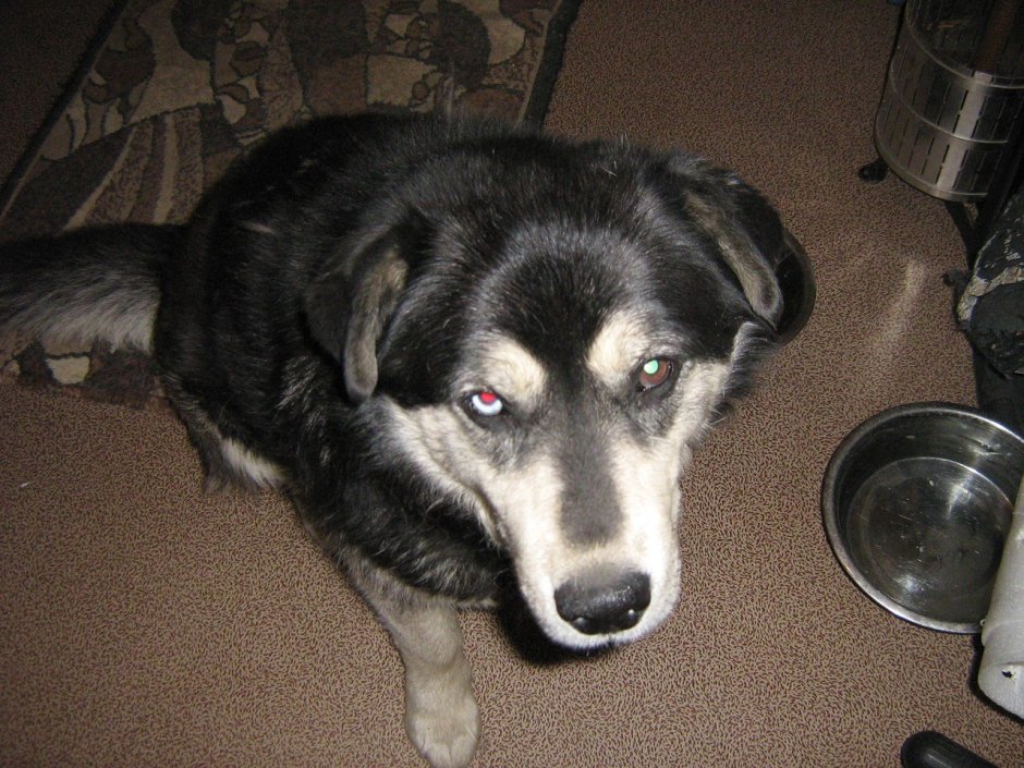 Хаски дворняжка