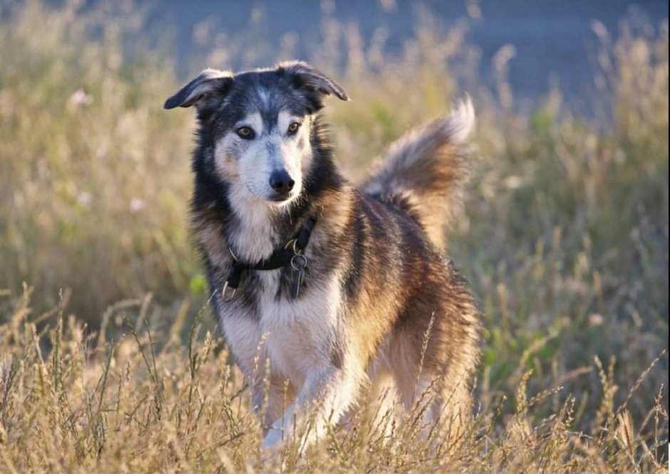 Хаски дворняжка