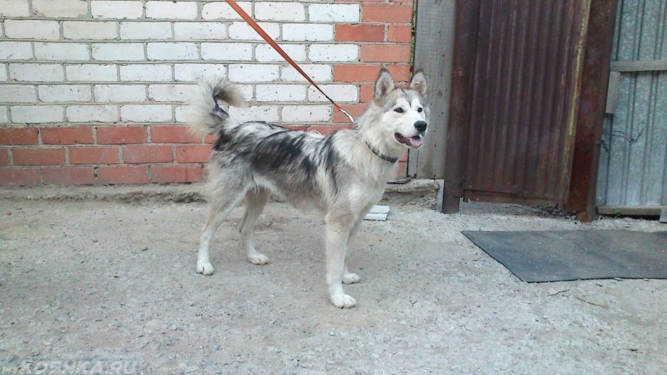 Метис хаски и таксы