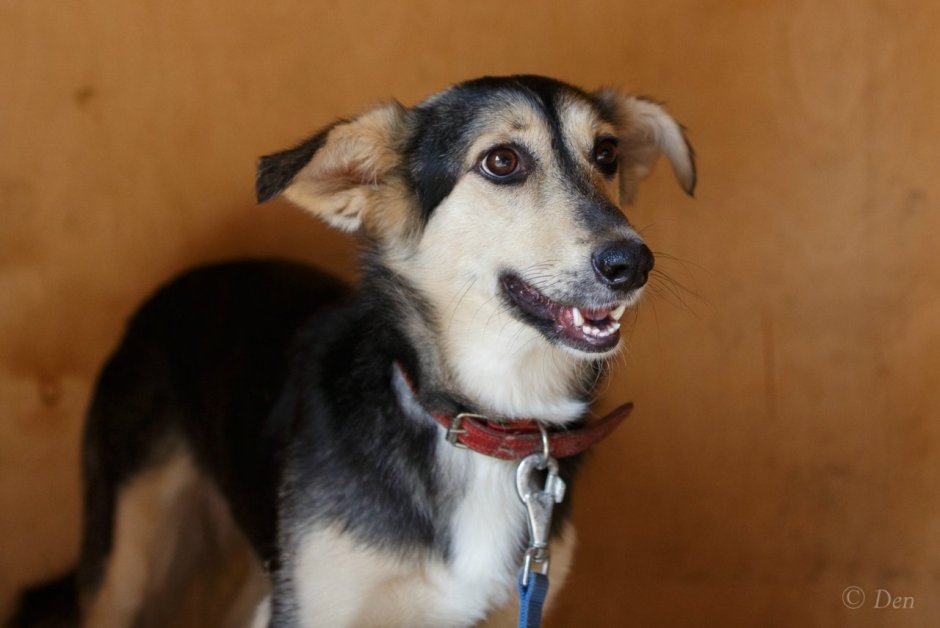 Метис сибирской хаски