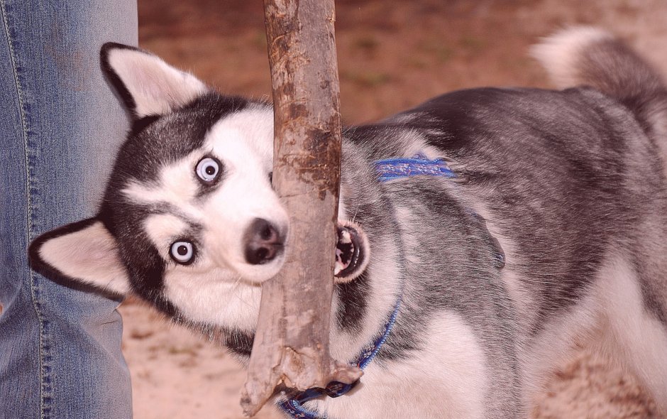 Хаски Линда щенок