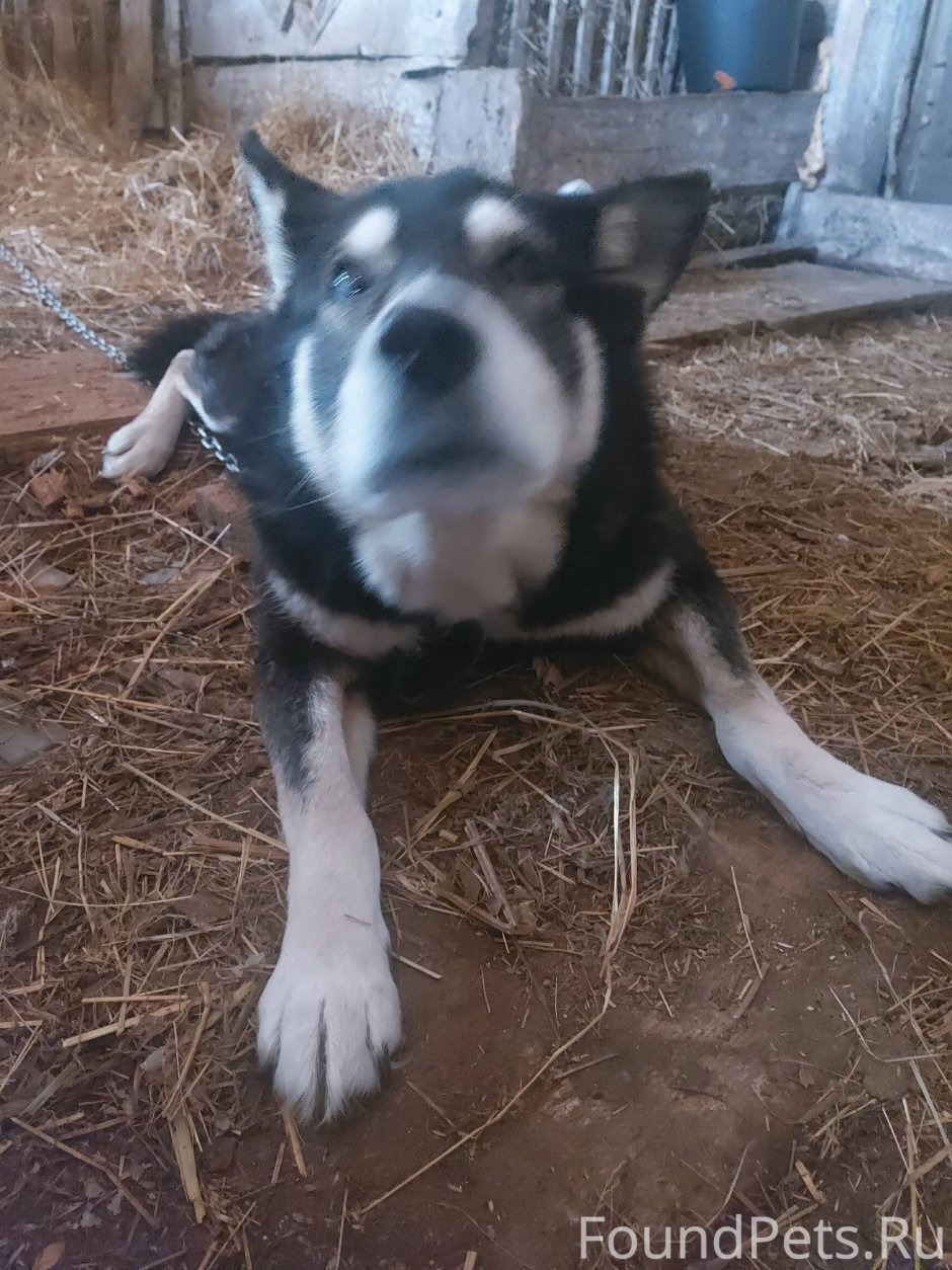 Хаски дворняжка