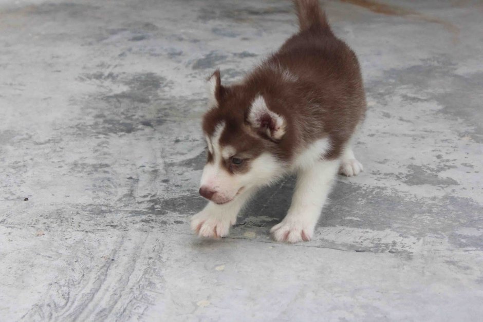 Хаски мама и щенок