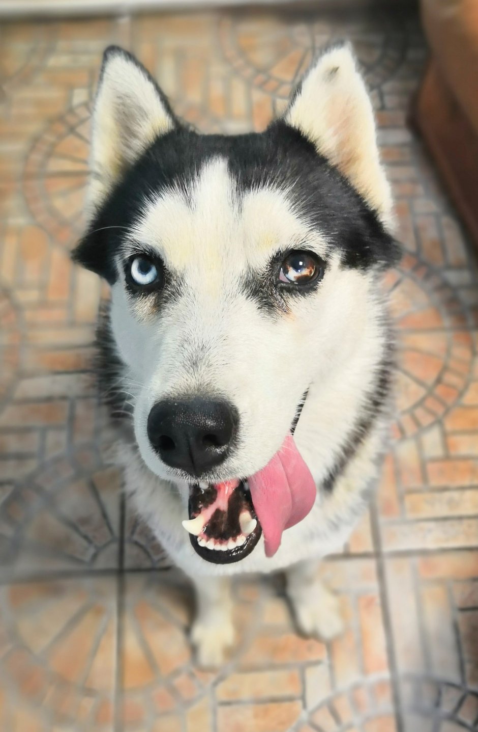 Хаски скрещенная