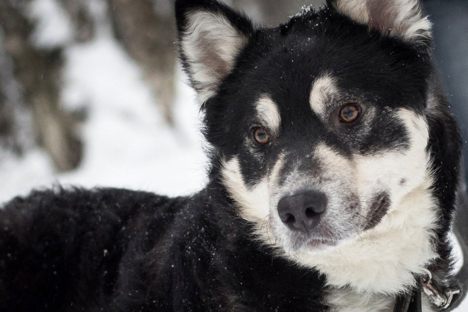 Хаски Рыжик