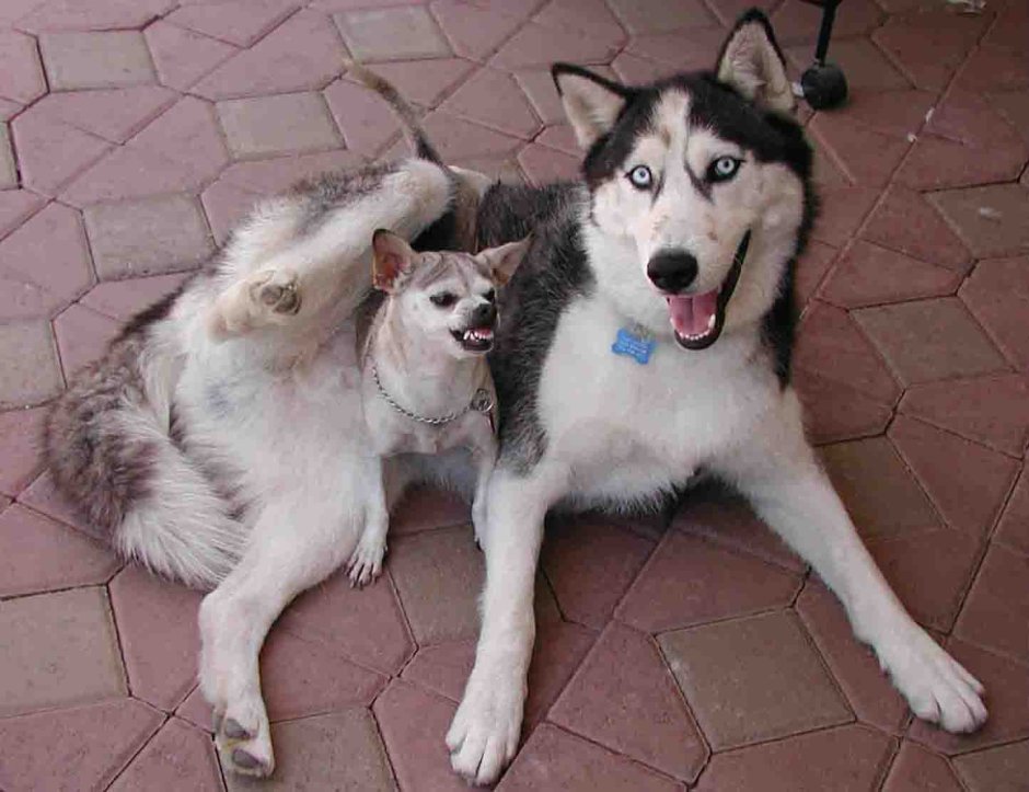 Ретривер хаски порода