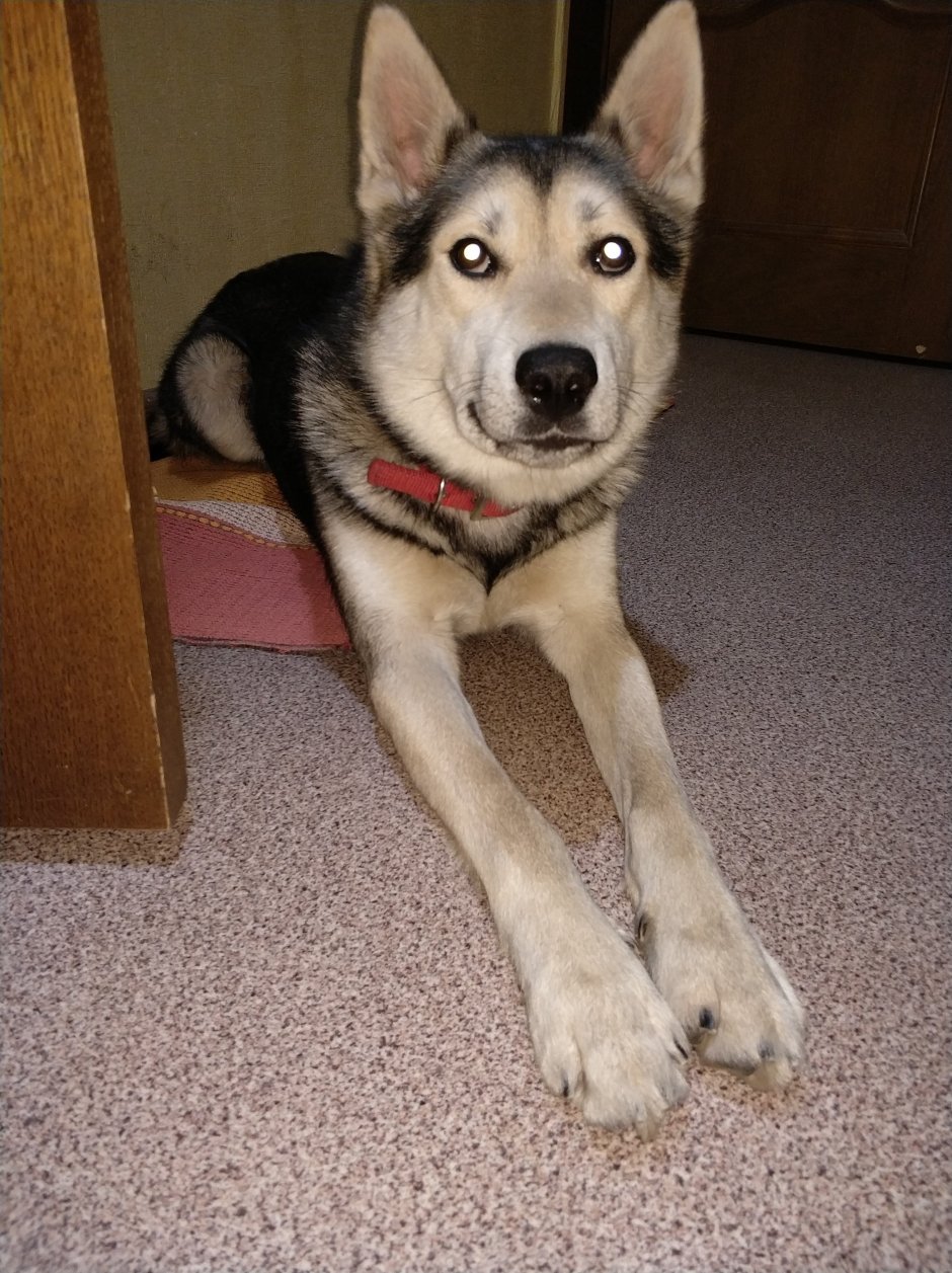 Метис хаски