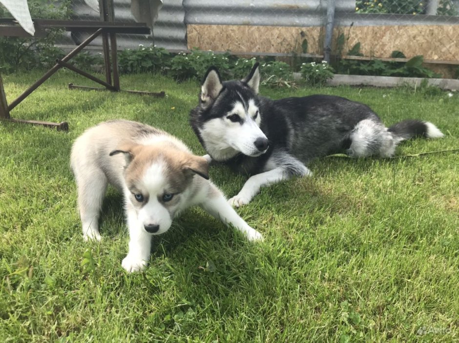 Хаски минт сирес